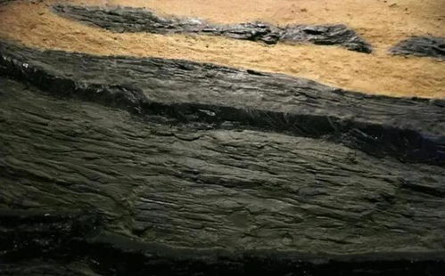 黑科技 植物如何轉(zhuǎn)化為數(shù)十米厚的煤層？真相揭秘
